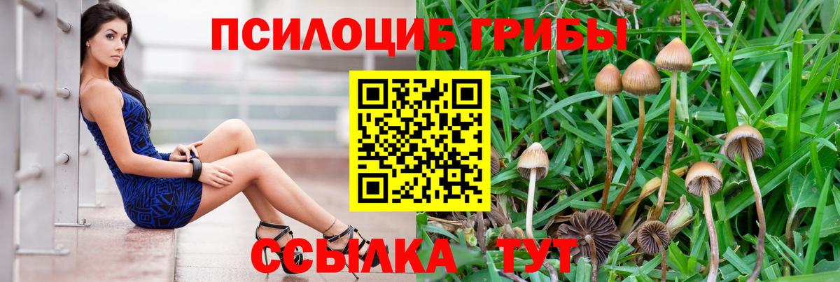 Псилоцибиновые грибы Cubensis Кострома